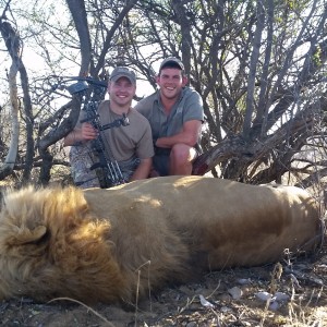 Bowhunted Lion