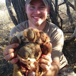 Bowhunted Lion