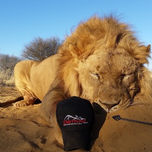 Bowhunted Lion