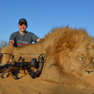 Bowhunted Lion