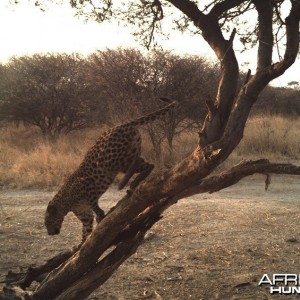 Leopard Hunt Namibia