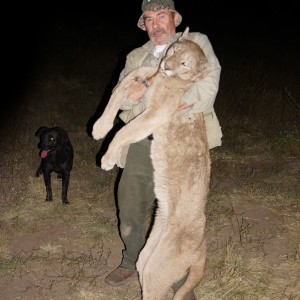 Puma hunted in Argentina
