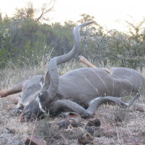 Free Range Kudu - Mankazana Valley