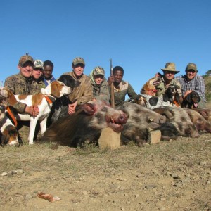Bushpig hunting with hounds - Mankazana Valley