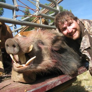 Bushpig hunting with hounds - Mankazana Valley