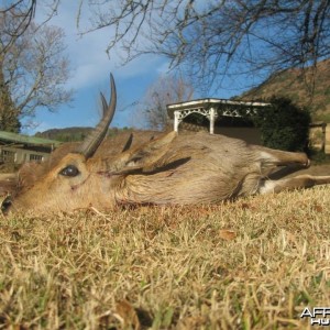 Mountain Reedbuck Hunting Mankazana Valley