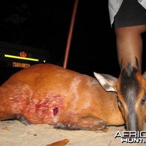 Red Duiker Hunt in Tanzania