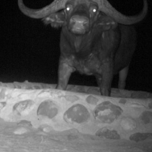 Buffalo on Waterberg Plateau Namibia