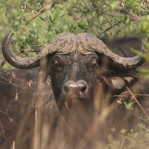 Cape Buffalo on the Waterberg Plateau in Namibia