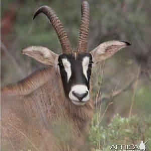 Roan Antelope on the Waterberg Plateau in Namibia