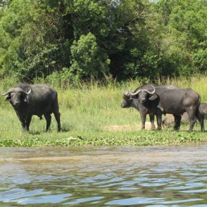 Buffalo Uganda