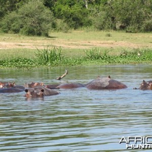 Hippos in Uganda