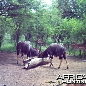 Nyala