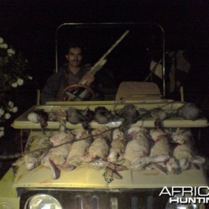 Hunting Rabbits in Pakistan