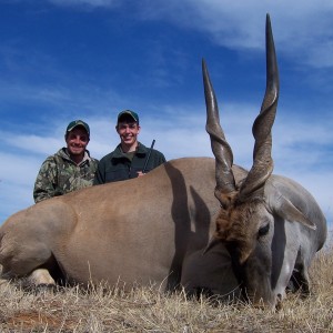 Cape Eland hunted with Hartzview Hunting Safaris