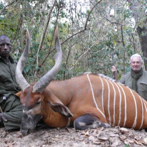 Exceptional Bongo hunted in Central African Republic