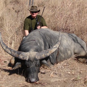 Asiatic buffalo bull, Arnhemland, Australia