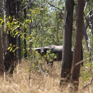 Asiatic buffalo bull, Arnhemland, Australia