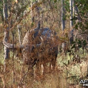 Asiatic buffalo bull, Arnhemland, Australia