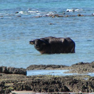 Arnhemland scenery & wildlife.