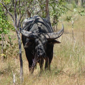 Arnhemland scenery & wildlife.