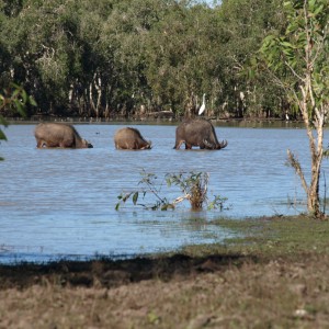 Arnhemland scenery & wildlife.