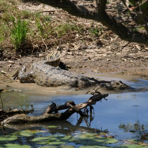 Arnhemland scenery & wildlife.