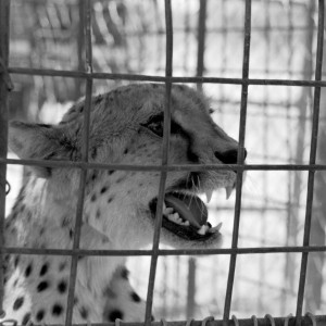 Cheetah being relocated by Cheetah Conservation Fund (CCF)