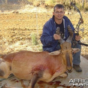 Hartebeest - Bushwack Safaris