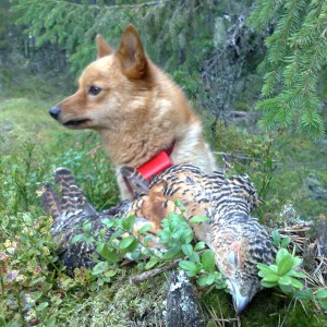 Capercaillie