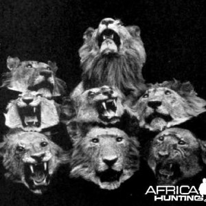 Heads of eight Lions shot by Colonel John Henry Patterson