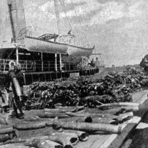 Ivory shipments 1907