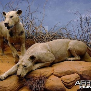 The Tsavo Man-eaters at the Chicago Field Museum