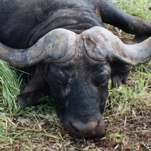 I shot my big Buffalo with my bow... in Mozambique