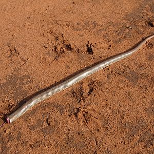 The good half of a Cobra