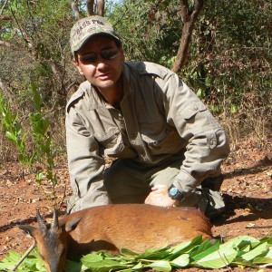 Big red flanked duiker hunted in CAR