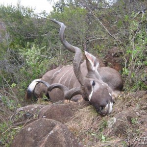 Kudu Free Range Mankazana Valley