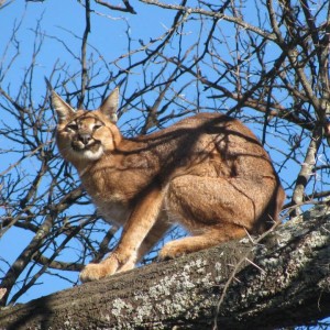 Caracal Treed by hounds.