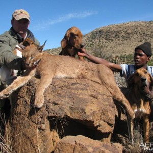 Caracal Treed by hounds.