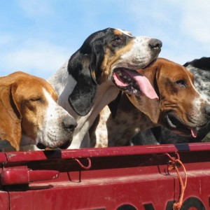 Caracal Treed by hounds.