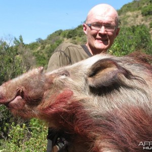 Bushpig with Hounds