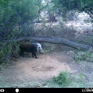 Baited bushpig in Mankazana Valley.