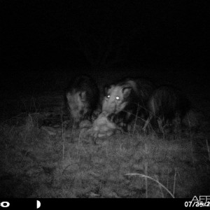 Baited bushpig in Mankazana Valley.