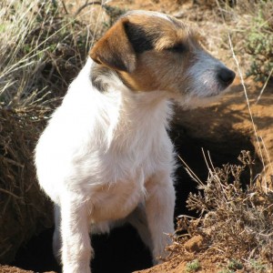 Digging to terriers.