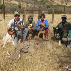 Rough hunting warthog with baying dogs - fast and furious action.