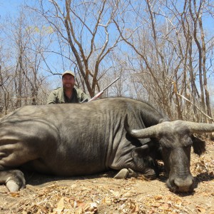 Buffalo cow