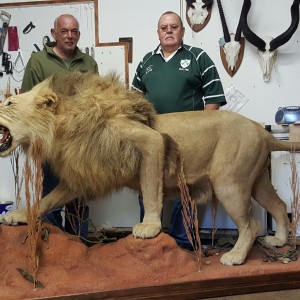 lion pre delivery from taxidermist