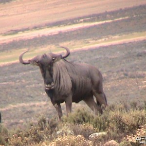 My Blue wildebeest