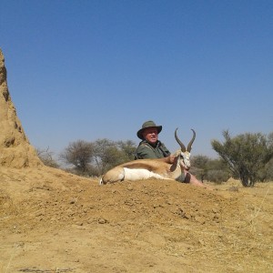 Springbok 15 3/4 inches