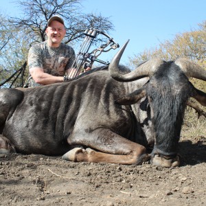 Blue Wildebeest